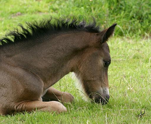 Foal 9Y413D-065.JPG